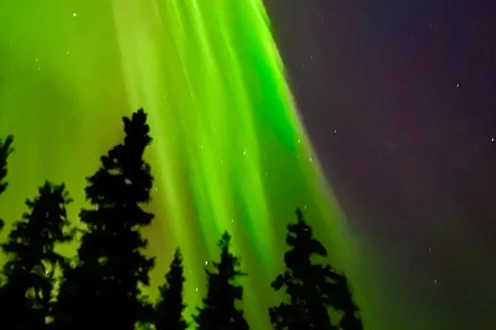 a close up of a green leaf