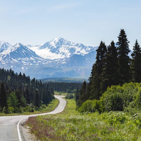 a tree with a mountain in the background