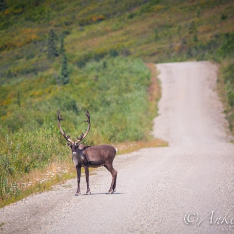 a deer walking on a dirt road
