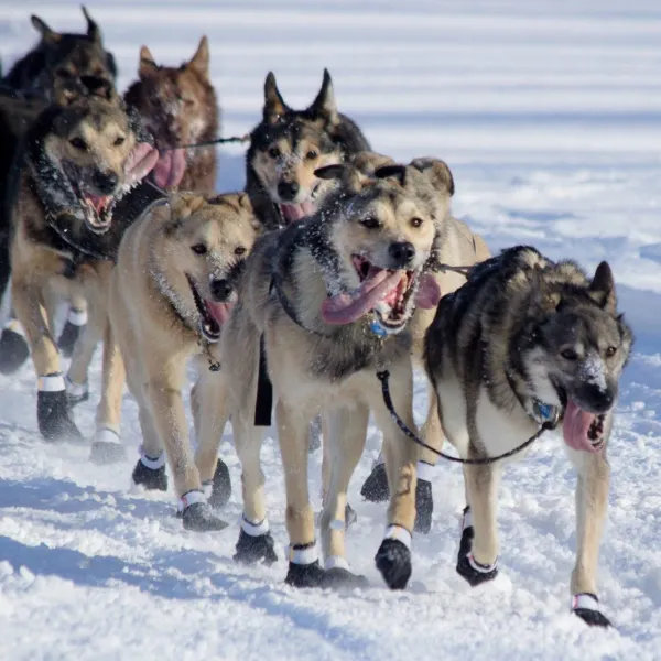 a dog sitting in the snow