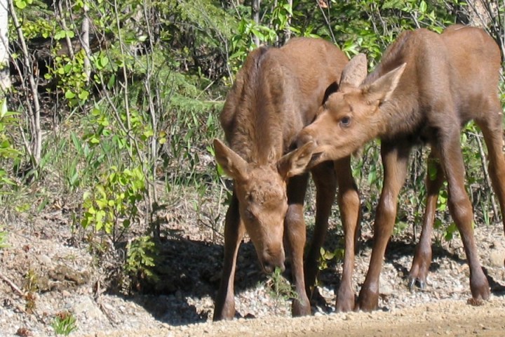 a brown horse standing in the dirt