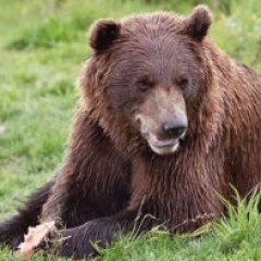 a large brown bear walking across a grass covered field